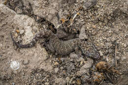 Phyllodactylus leoni Torres-carvajal, Carvajal-campos Barnes, Nicholls & Pozo-andrade 2013 resmi