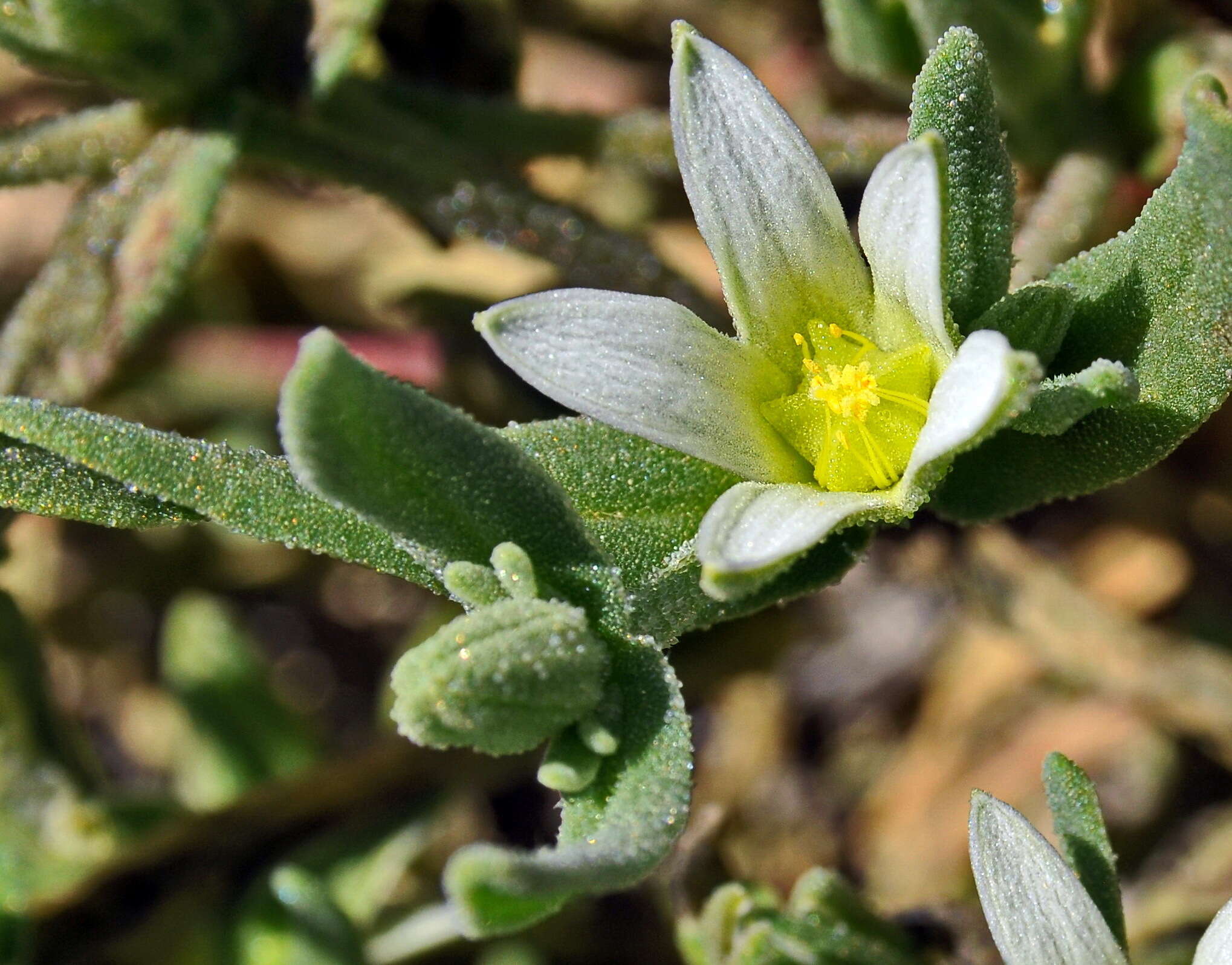 Imagem de Aizoanthemopsis hispanica (L.) Klak