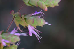 Imagem de Origanum dictamnus L.