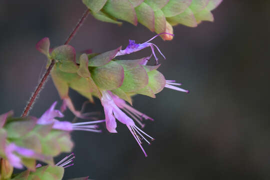 Origanum dictamnus L. resmi