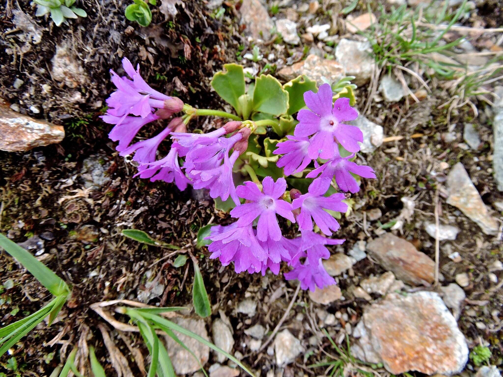 Image of Primula daonensis (Leybold) Leybold