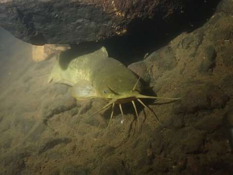 Image of Hong Kong catfish