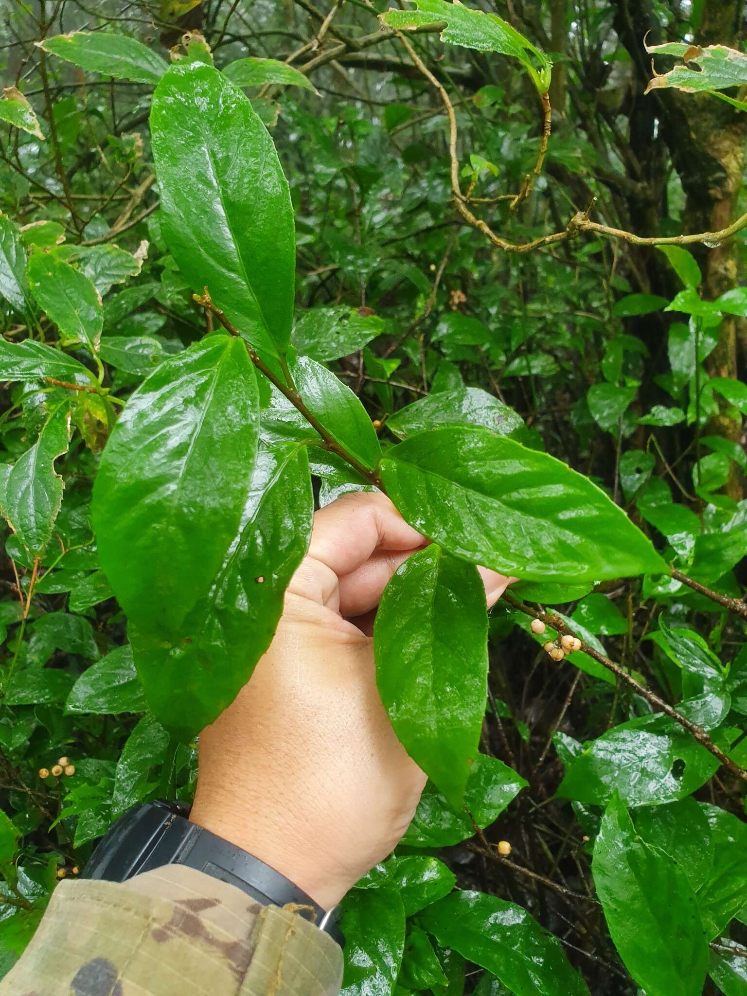 Слика од Maesa japonica (Thunb.) Moritzi & Zoll.