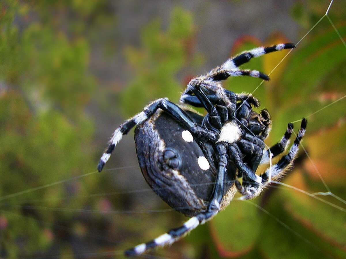 Imagem de Caerostris sexcuspidata (Fabricius 1793)