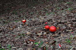 Image of Amanita hemibapha (Berk. & Broome) Sacc. 1887