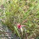 Caladenia robinsonii G. W. Carr的圖片