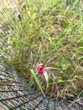 Caladenia robinsonii G. W. Carr resmi