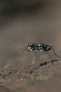 Plancia ëd Cicindela (Cicindelidia) rufiventris rufiventris Dejean 1825