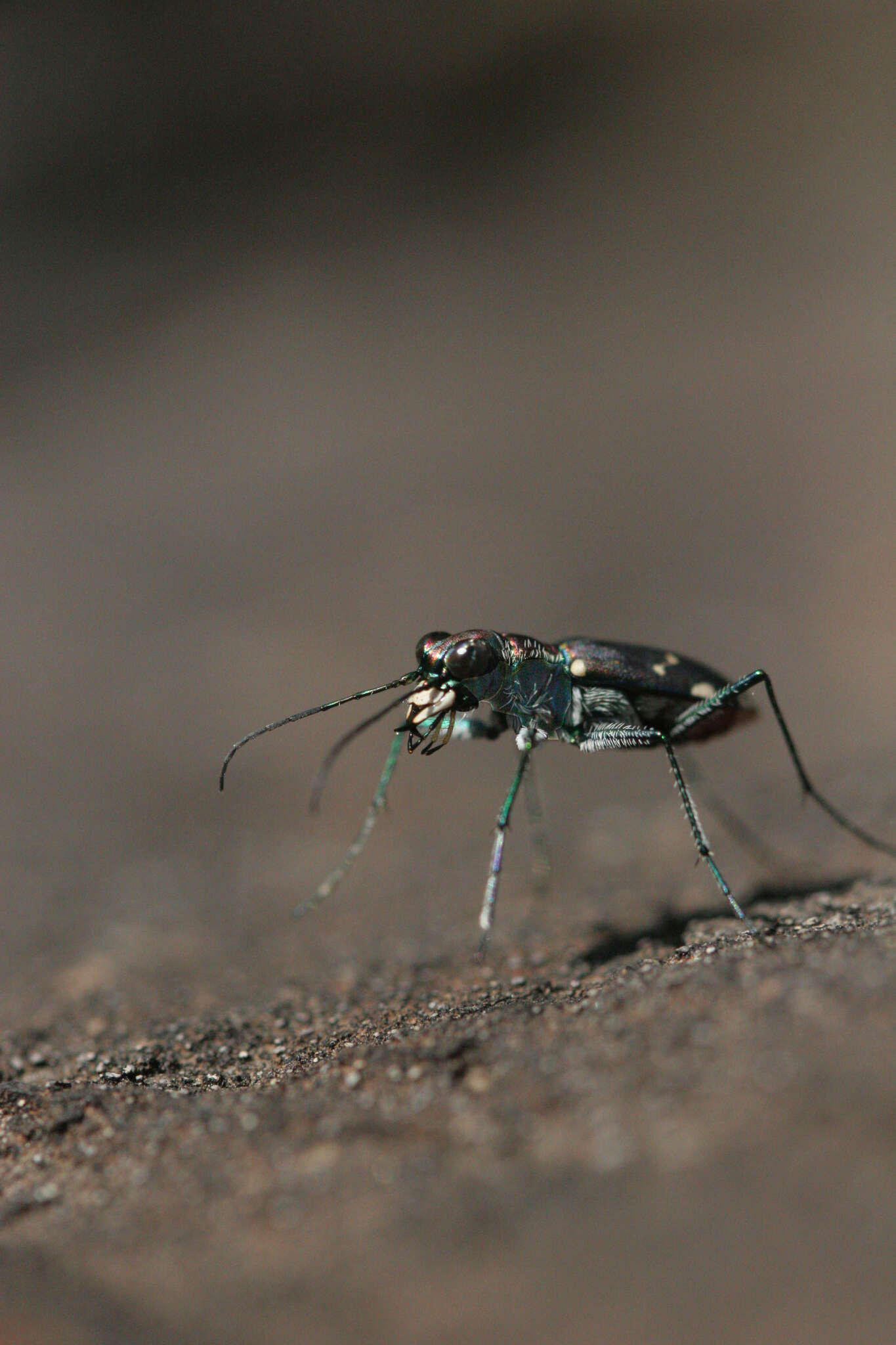 Plancia ëd Cicindela (Cicindelidia) rufiventris rufiventris Dejean 1825