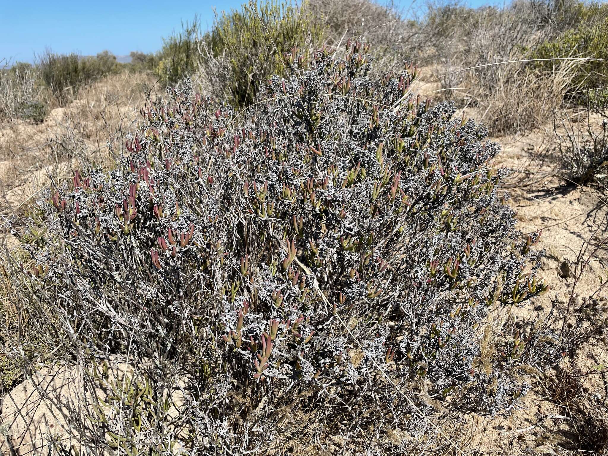 Imagem de Ruschia subpaniculata L. Bol.