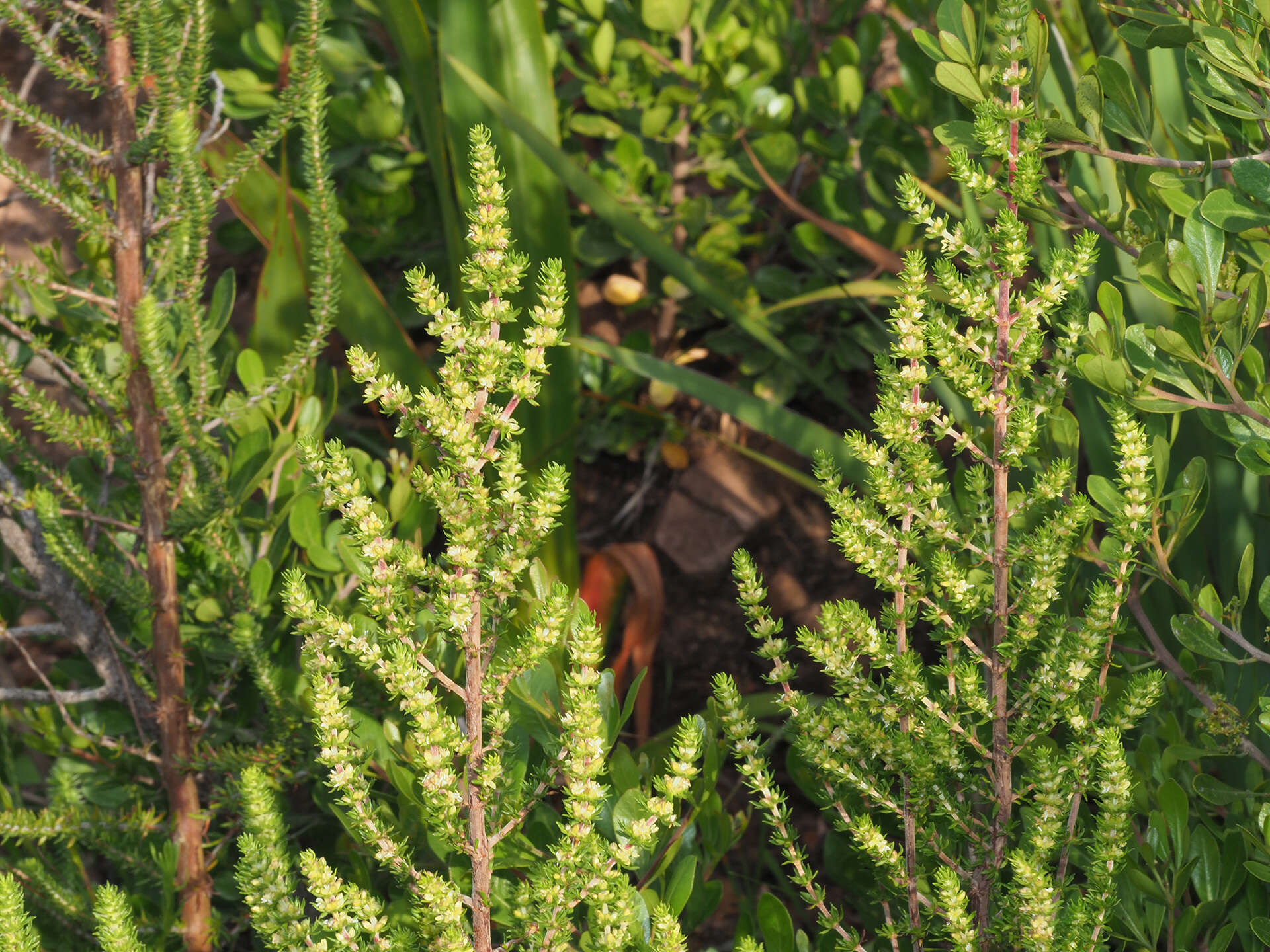 Plancia ëd Anthospermum aethiopicum L.