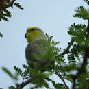 Image of Yellow-faced Parrotlet