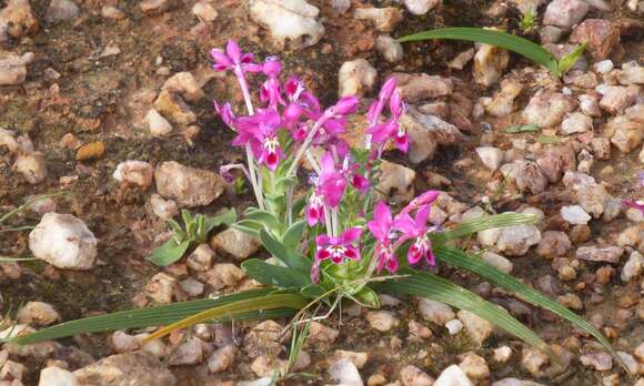 Image of Lapeirousia pyramidalis subsp. regalis Goldblatt & J. C. Manning