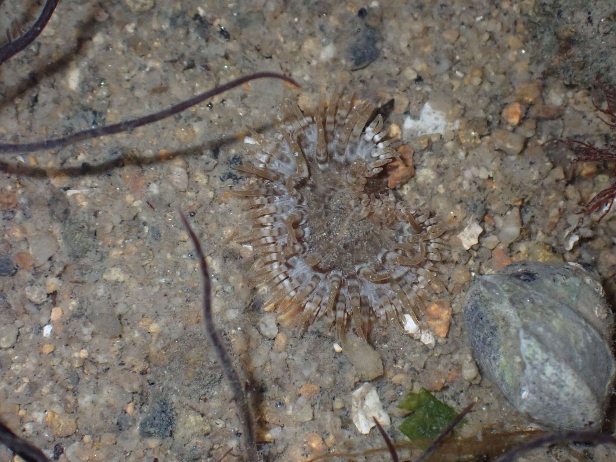 Image of cave-dwelling anemone