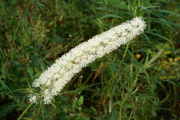 Plancia ëd Actaea simplex (DC.) Wormsk. ex Fisch. & Mey.