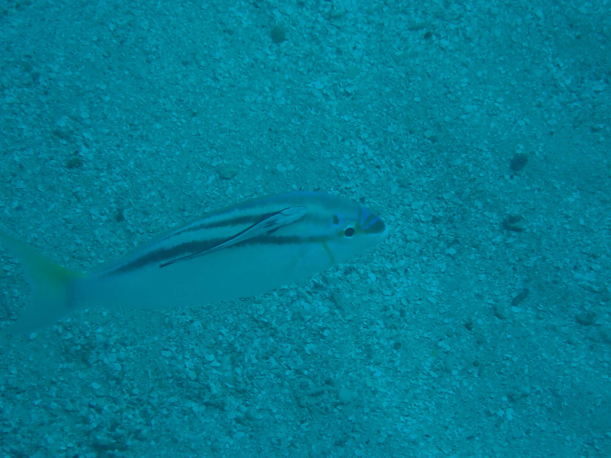 Image of Bald-spot monocle bream