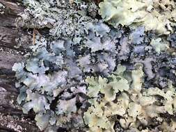 Image of parmotrema lichen