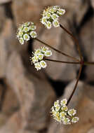 Plancia ëd Ptychotis saxifraga (L.) Loret & Barrandon