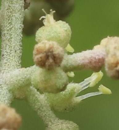 Sivun Chenopodium baccatum Labill. kuva