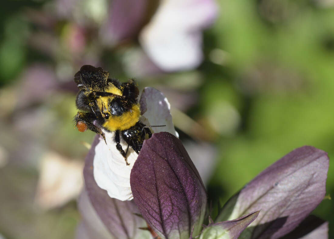 Слика од Bombus argillaceus (Scopoli 1763)