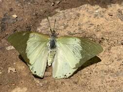 Image of Charaxes dilutus Rothschild 1898