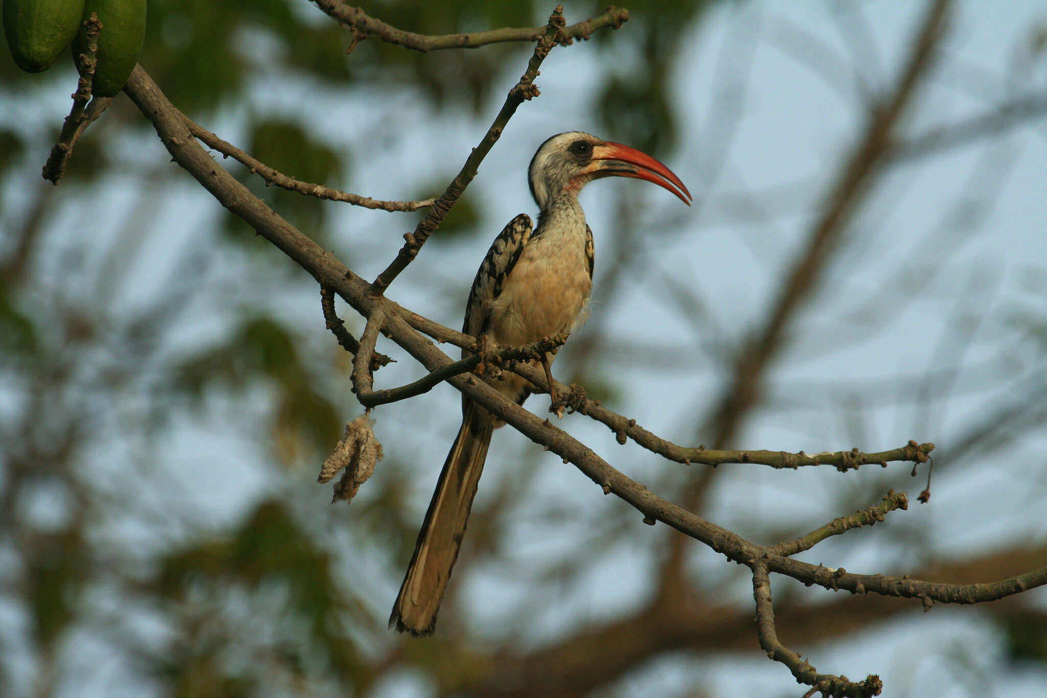 Image of Western Red-billed Hornbill