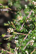 Image of Cryptandra lanosiflora F. Müll.