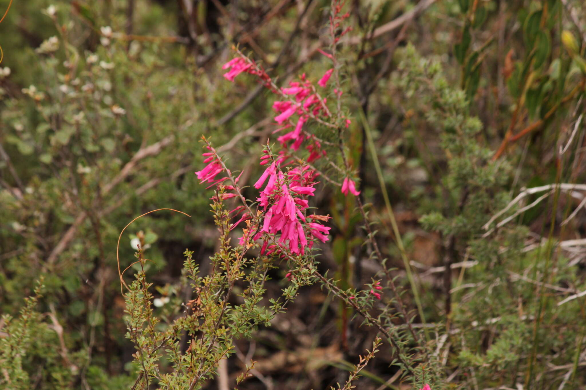 Plancia ëd Epacris impressa Labill.