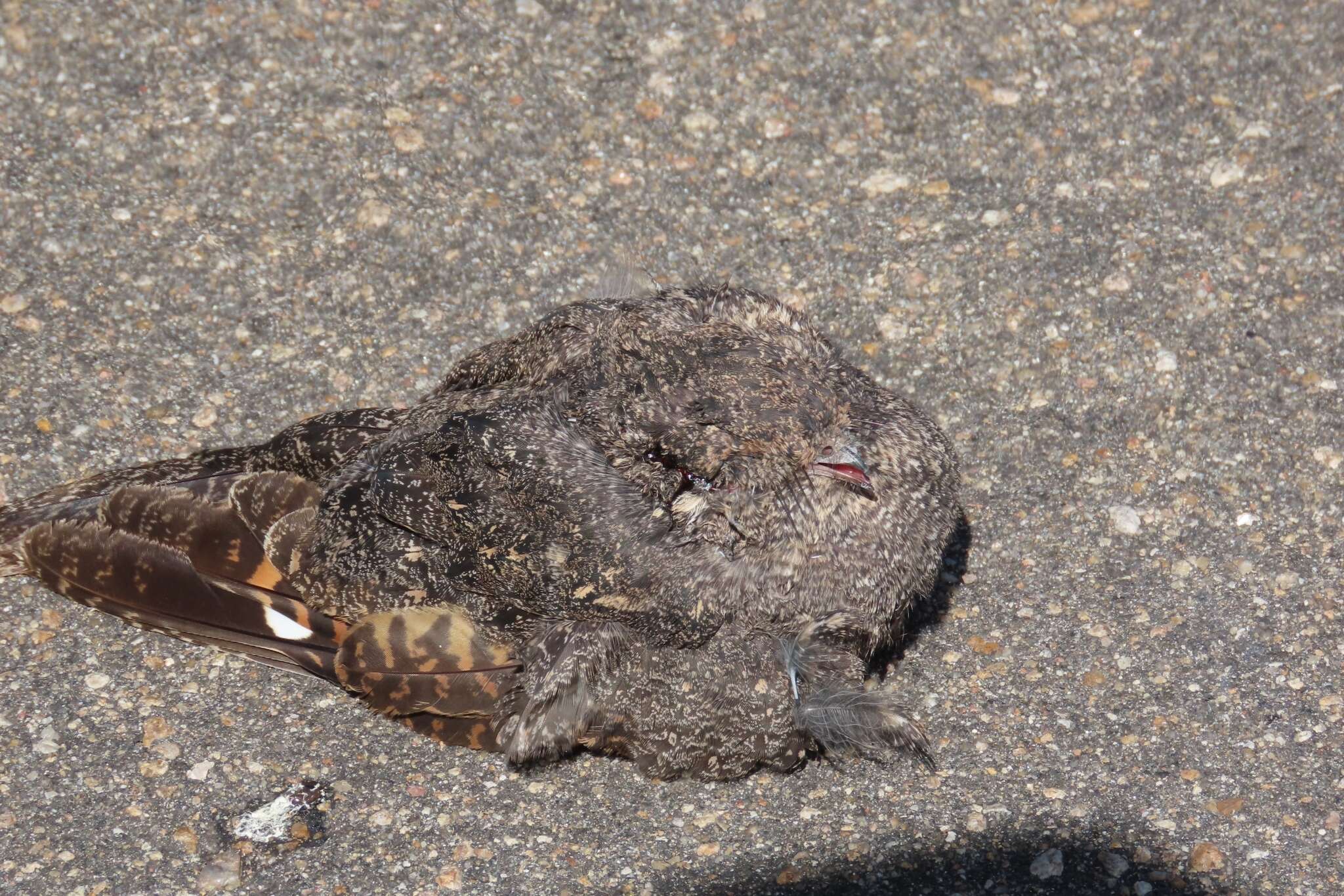 Image of Freckled Nightjar