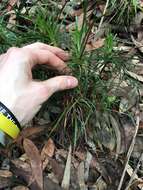 Image de Stylidium productum M. M. Hindmarsh & D. F. Blaxell