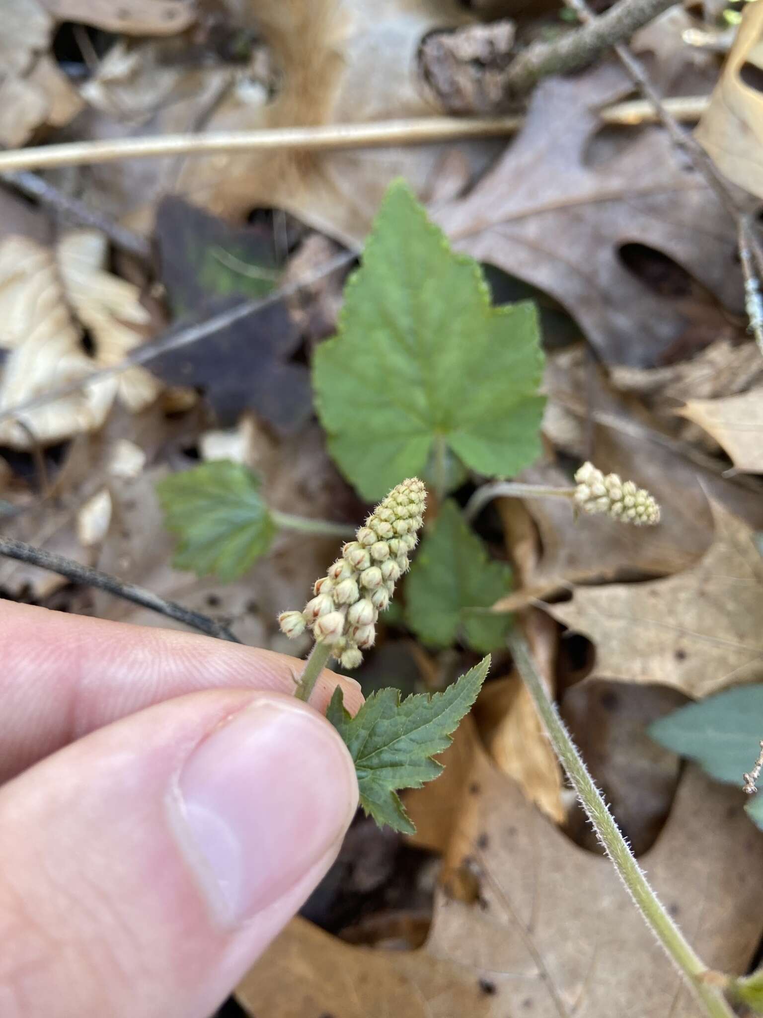 Image of Tiarella austrina (Lakela) G. L. Nesom