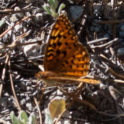 Image of Speyeria zerene malcolmi Comstock 1920