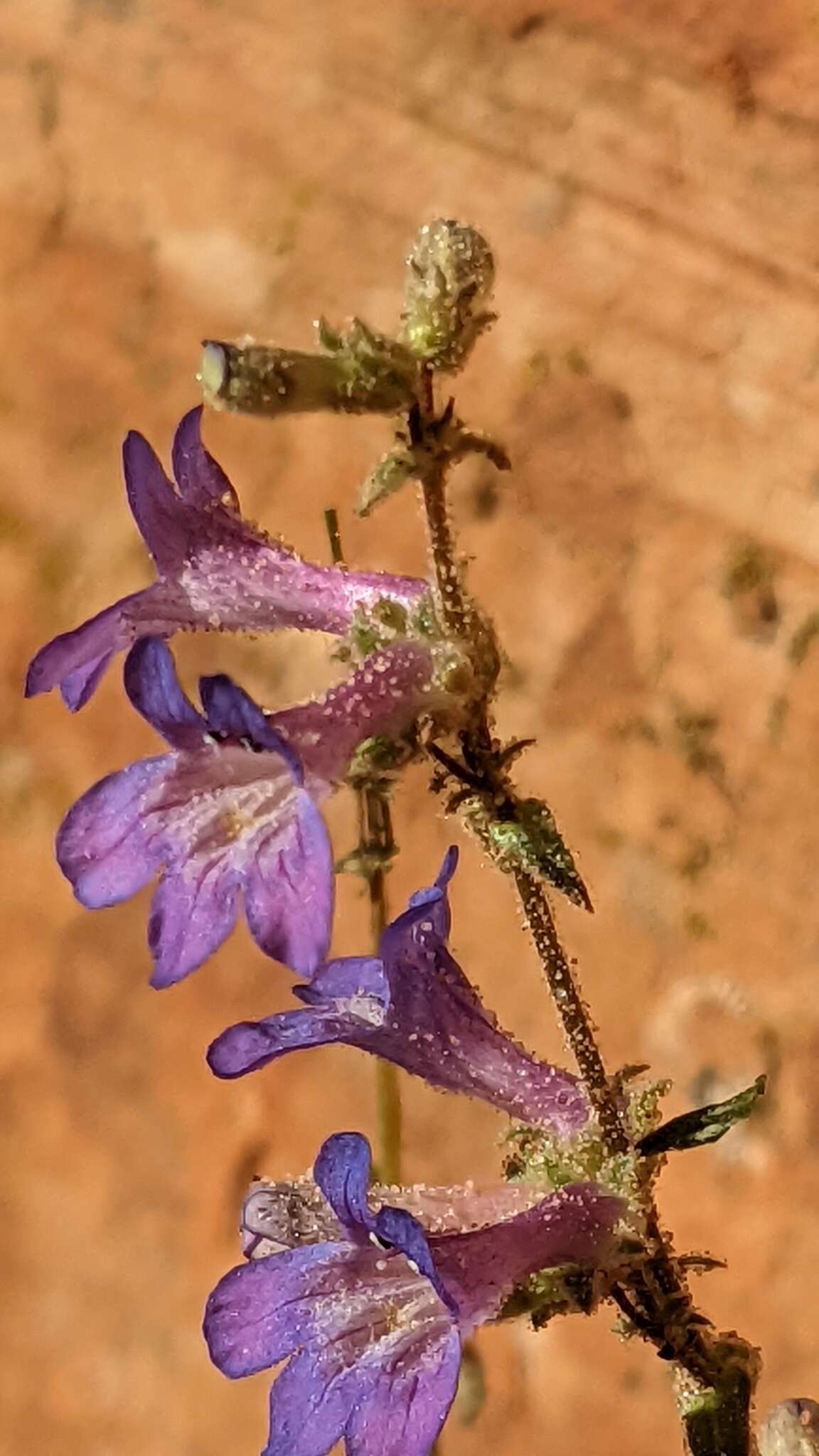 Image of low beardtongue