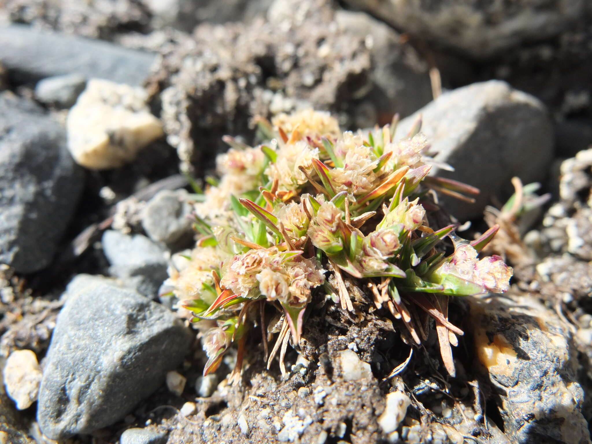 Image of Poa lepidula (Nees & Meyen) Soreng & L. J. Gillespie