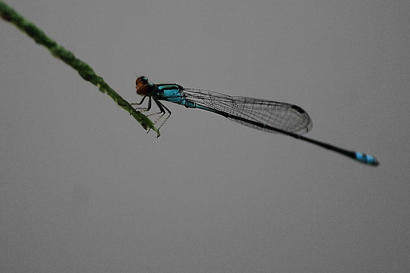 Image of Pseudagrion rubriceps Selys 1876