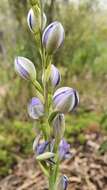 Image of Giant sun orchid