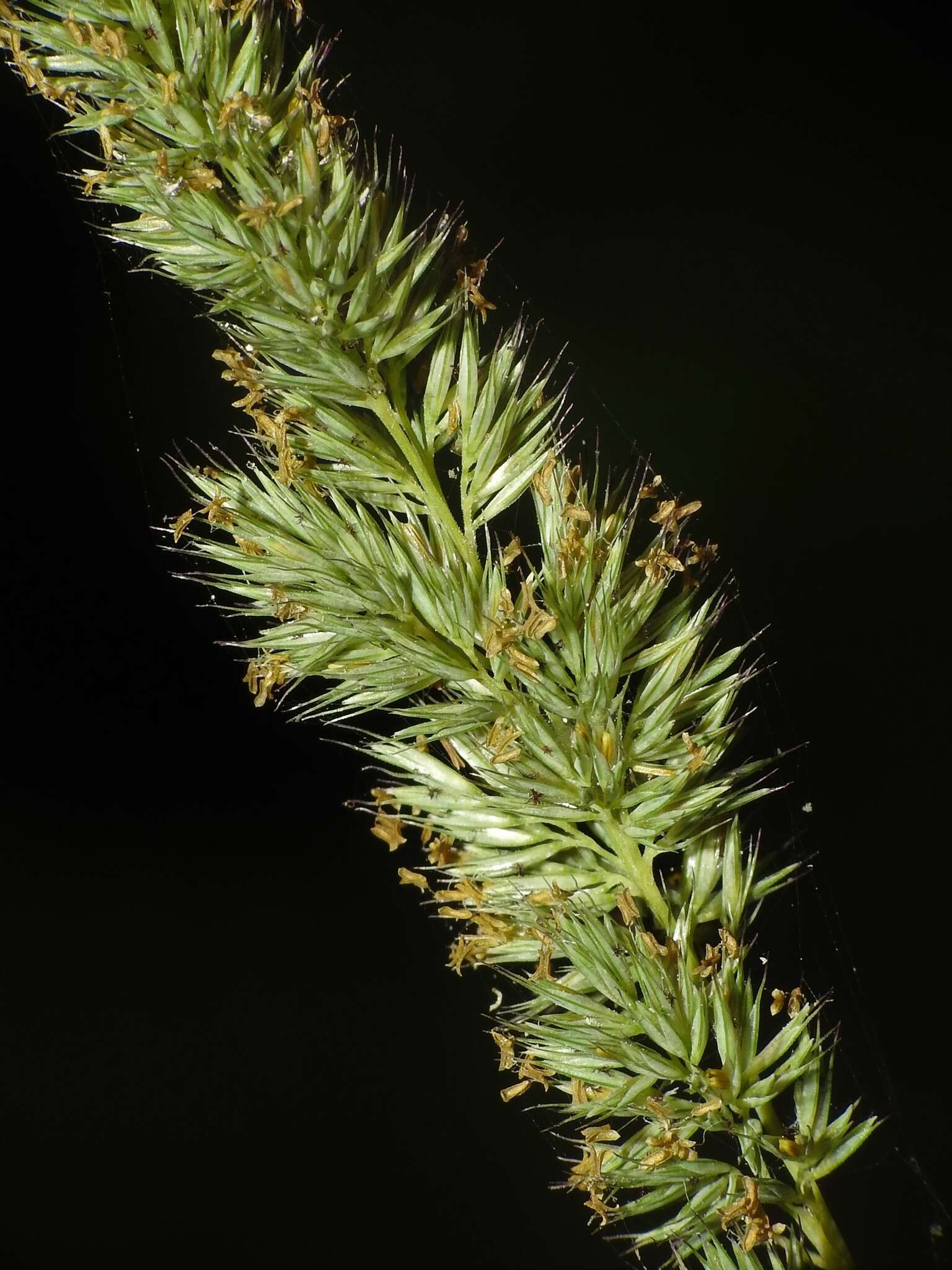 Image of marsh muhly