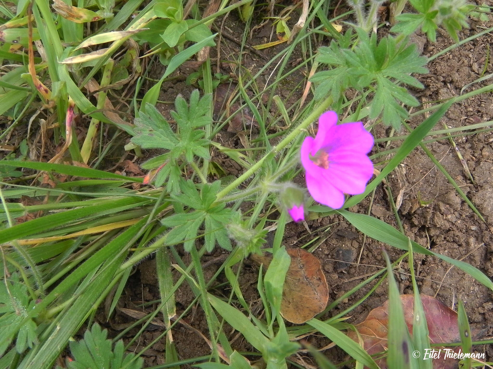 Image of Geranium berteroanum Colla