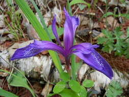 Image of Iris uniflora Pall. ex Link