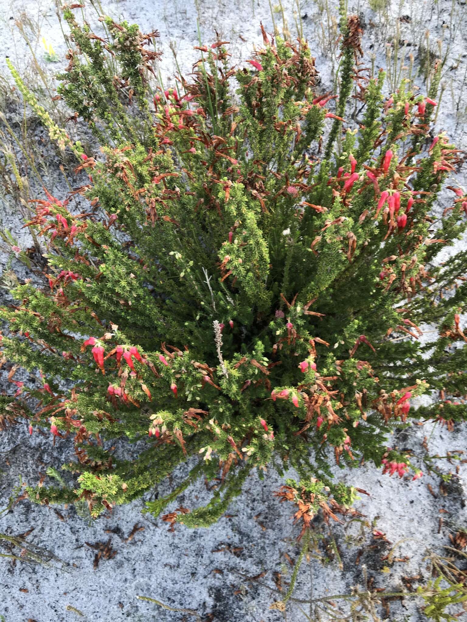 Image of <i>Erica monadelphia</i>