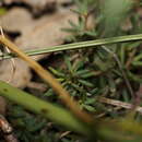 Image of Bossiaea praetermissa J. H. Ross