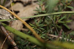 Image of Bossiaea praetermissa J. H. Ross