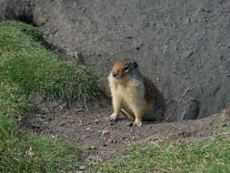 Image of Columbian ground squirrel