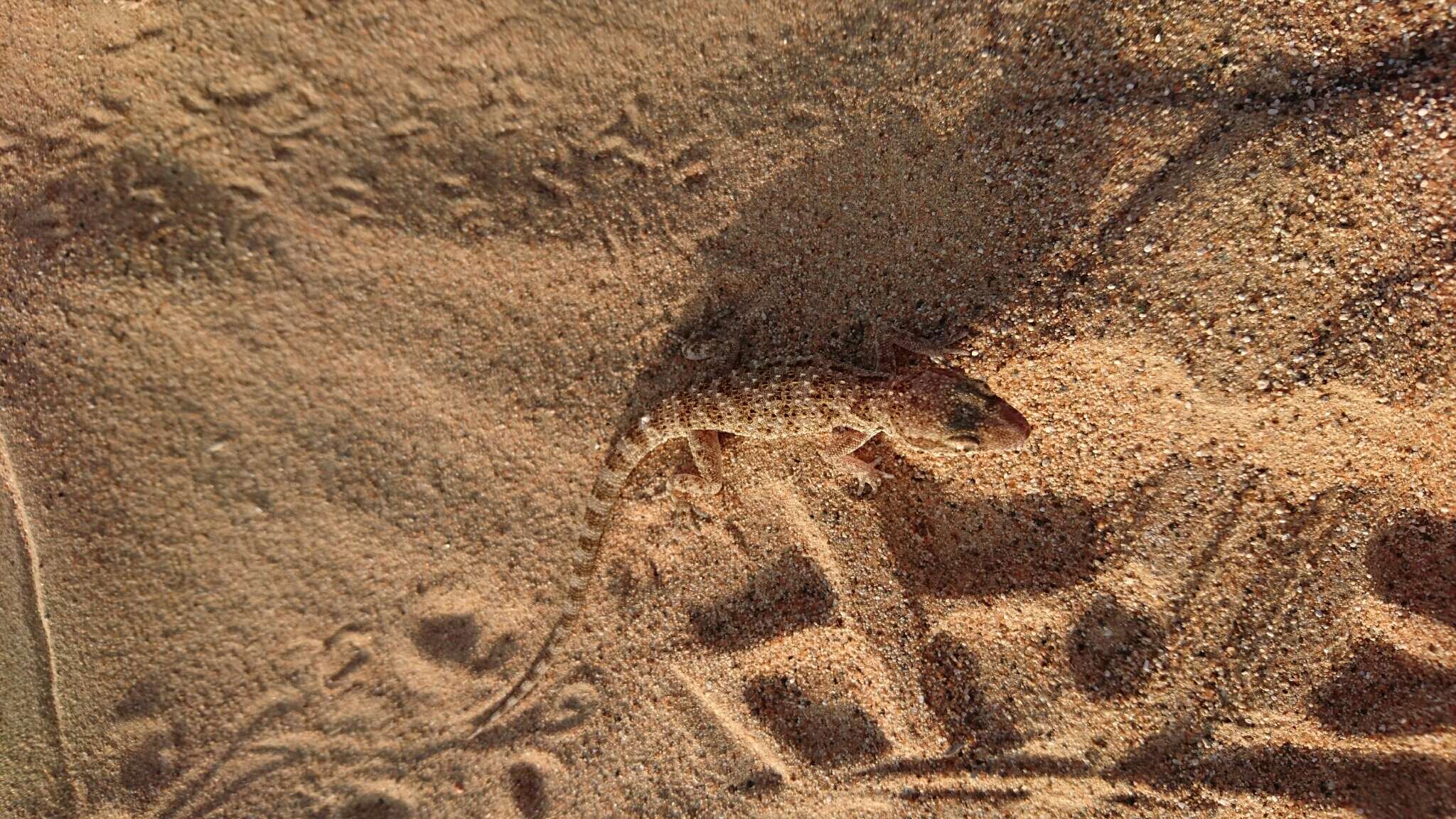 Image of Baiuch Rock Gecko