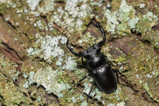 Image of Rhaetulus crenatus Westwood 1871