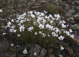 Plancia ëd Cherleria obtusiloba (Rydb.) A. J. Moore & Dillenb.