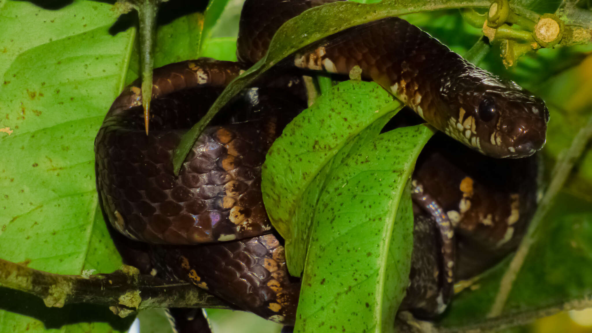 Image of Tropical Snail-eater