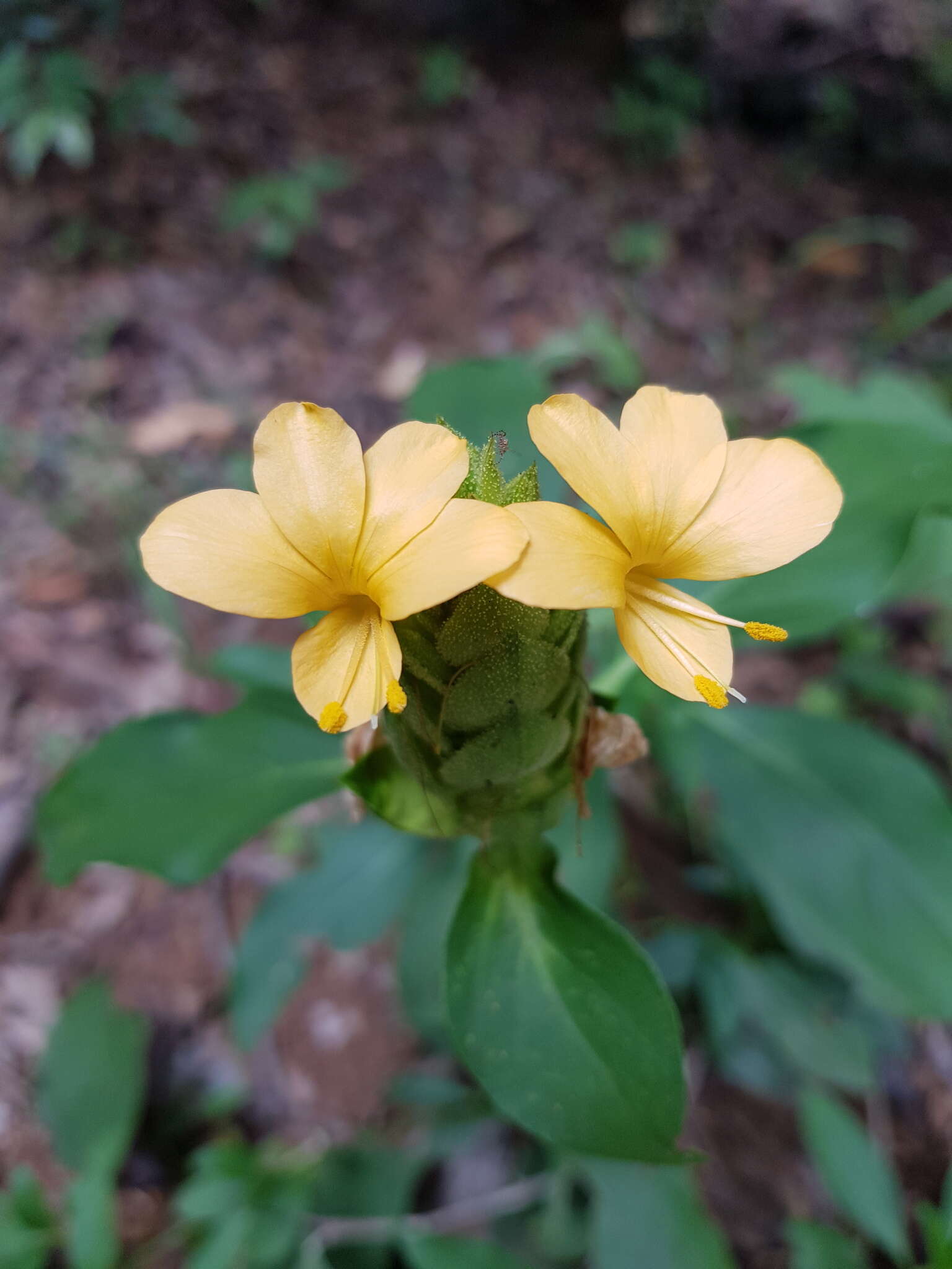 Image of Barleria crossandriformis C. B. Cl.