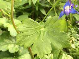 Image of Baker's delphinium