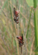 Image of Pasites maculatus Jurine 1807